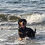 Peppa joined the competition — help win amazing prizes! dog, water, ocean, waves, splashing, happy, animal, beach, outdoor, pet, canine, wet, summer, nature, playful, sea, fun, mammal, tongue_out, collar
