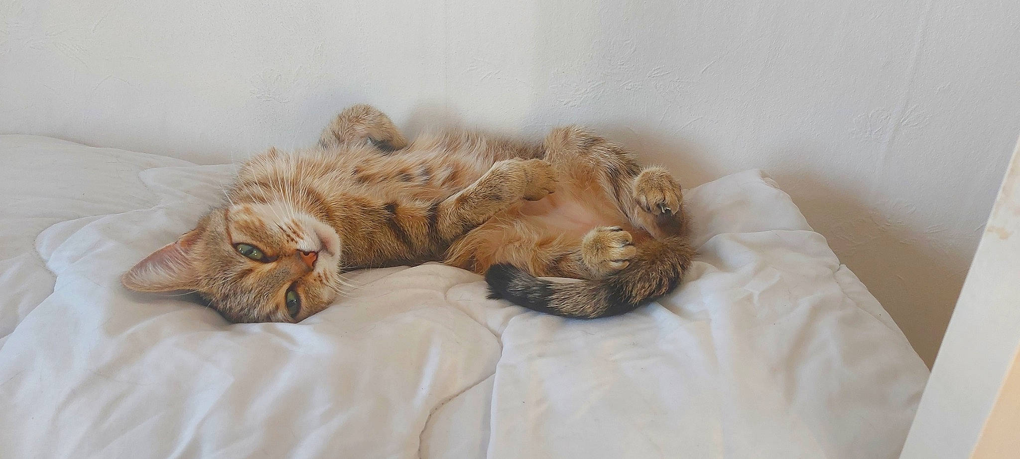 Shank'S a rejoint le concours — aidez-le/la à gagner de superbes lots ! bed, carnivore, cat, cat_bed, claw, comfort, domestic_short_haired_cat, fawn, felidae, fur, linens, liver, nap, paw, plant, small_to_medium_sized_cats, snout, tail, terrestrial_animal, whiskers