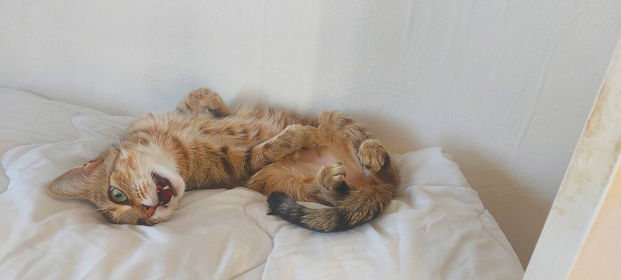 Shank'S participe au concours pour gagner de l'argent avec cette photo : bed, carnivore, cat, claw, comfort, domestic_short_haired_cat, fawn, felidae, fur, linens, nap, paw, sleep, small_to_medium_sized_cats, tail, terrestrial_animal, whiskers
