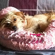 Aspen is registered to the contest to win money with this photo: dog, pet, bed, pink, fluffy, relaxed, sleepy, fur, cozy, indoor, animal, small_dog, cute, resting, canine, soft, cushion, comfort, home, laying_down