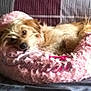 dog, pet, bed, pink, fluffy, relaxed, sleepy, fur, cozy, indoor, animal, small_dog, cute, resting, canine, soft, cushion, comfort, home, laying_down