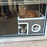 animal, black_and_white_cat, cat, cat_condo, cats, cozy, cute, door, feline, glass, household, indoor, orange_cat, peeking, pet, reflection, resting, tabby_cat, three_animals, window