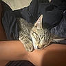 animal, arm, blanket, cat, closeup, comfort, cozy, cute, domestic, fur, indoor, kitten, nap, pet, relaxation, resting, sleeping, soft, tabby, whiskers