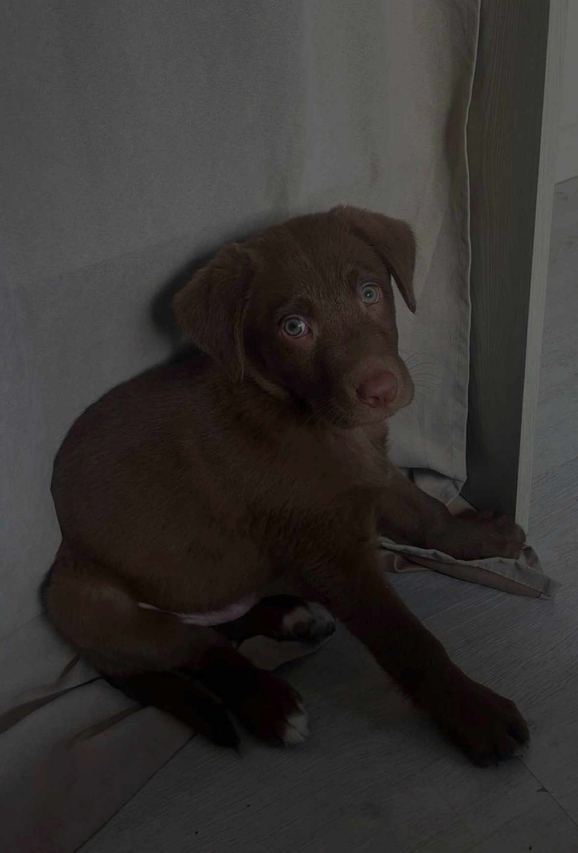 Baloo participe au concours pour gagner de l'argent avec cette photo : dog, puppy, pet, brown_fur, paws, eyes, nose, curtain, floor, indoor, sitting, looking_up, cute, animal, domestic_animal, portrait, young, whiskers, soft_light, shadowy