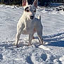 Ruby participe au concours pour gagner de l'argent avec cette photo : dog, snow, outdoor, animal, white_dog, winter, pet, nature, sunlight, shadow, forest, cold, canine, alert, playful, standing, fur, ears, nose, daytime