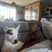 Ruby a rejoint le concours — aidez-le/la à gagner de superbes lots ! dog, puppy, white_dog, brown_dog, couch, blanket, living_room, furniture, window, curtains, cabinet, star_decoration, indoor, pet, animal, relaxing, cozy, companion, house, domestic