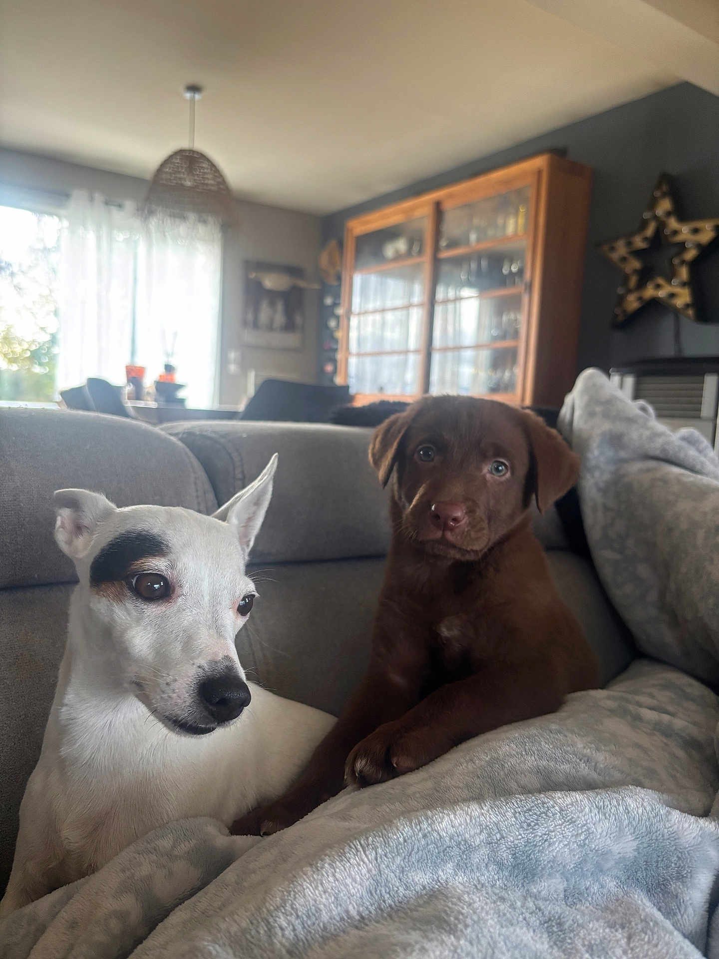 Ruby a rejoint le concours — aidez-le/la à gagner de superbes lots ! dog, puppy, white_dog, brown_dog, couch, blanket, living_room, furniture, window, curtains, cabinet, star_decoration, indoor, pet, animal, relaxing, cozy, companion, house, domestic