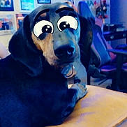 Blaze is registered to the contest to win money with this photo: black_and_tan, blue_lights, blurred_background, cartoon_eyes, collar, couch, cozy, dog, ears, expression, fur, furniture, indoor, living_room, mustard_yellow, nose, pet, photographs, seated, wall_decor