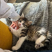 Brioche participe au concours pour gagner de l'argent avec cette photo : kitten, cat, pet, animal, feline, cute, fluffy, tabby, striped, white, paws, blanket, texture, hand, person, clothing, indoor, cozy, resting, comfort