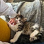 kitten, cat, pet, animal, feline, cute, fluffy, tabby, striped, white, paws, blanket, texture, hand, person, clothing, indoor, cozy, resting, comfort