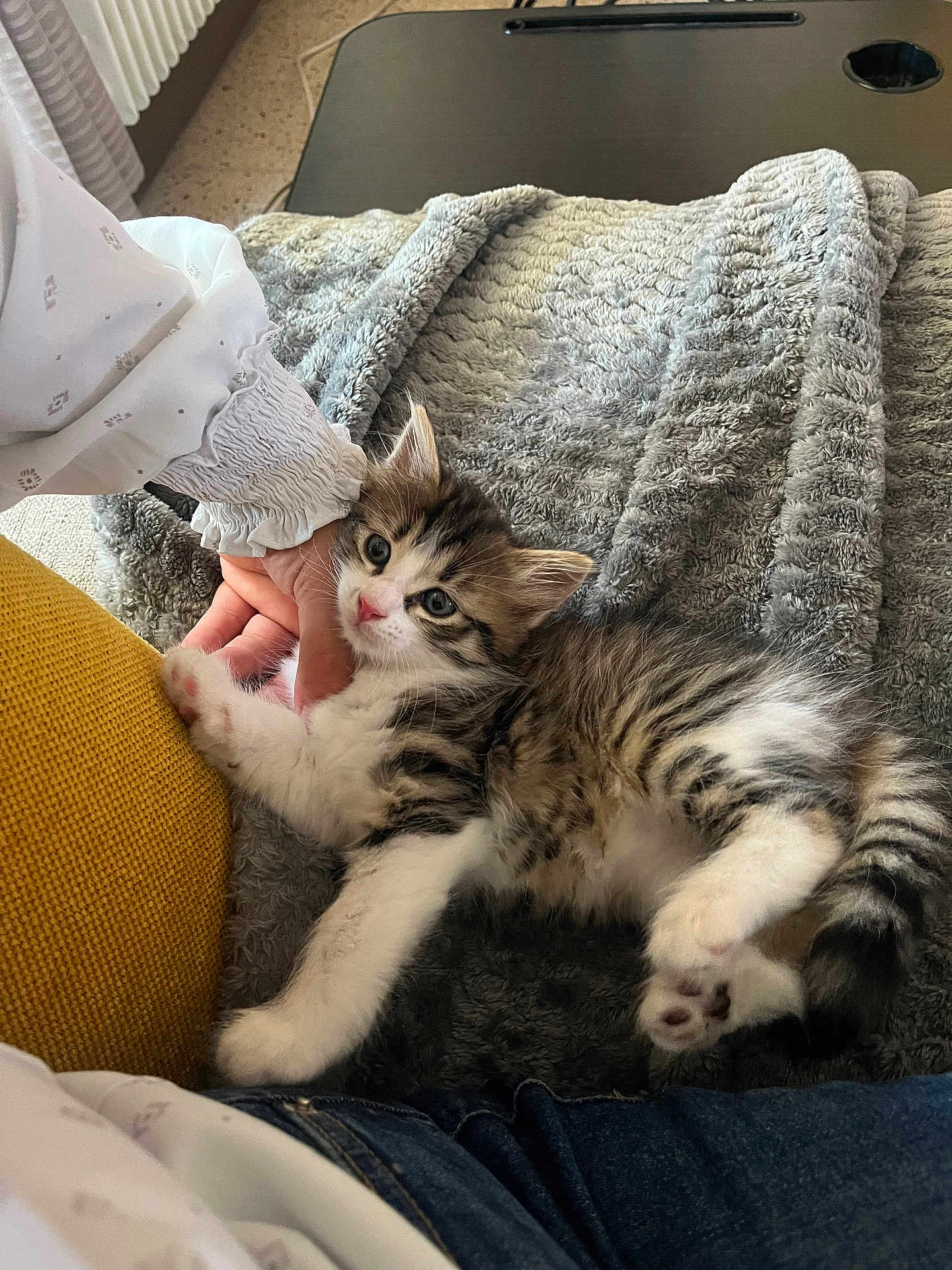 Brioche participe au concours pour gagner de l'argent avec cette photo : kitten, cat, pet, animal, feline, cute, fluffy, tabby, striped, white, paws, blanket, texture, hand, person, clothing, indoor, cozy, resting, comfort
