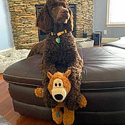 Lola joined the competition — help win amazing prizes! dog, brown_dog, doodle, curly_fur, floppy_ears, stuffed_toy, plush_toy, ottoman, leather_ottoman, living_room, fireplace, stone_wall, collar, pet_tag, hardwood_floor, window, cozy, portrait, pet_toy, relaxed