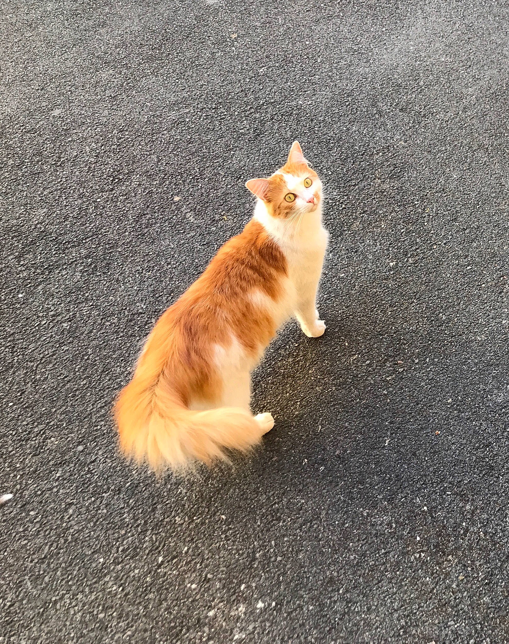 Otto a rejoint le concours — aidez-le/la à gagner de superbes lots ! asphalt, carnivore, cat, domestic_short_haired_cat, eye, fawn, felidae, fur, grass, paw, plant, road, road_surface, sidewalk, small_to_medium_sized_cats, snout, tail, tree, whiskers, wood