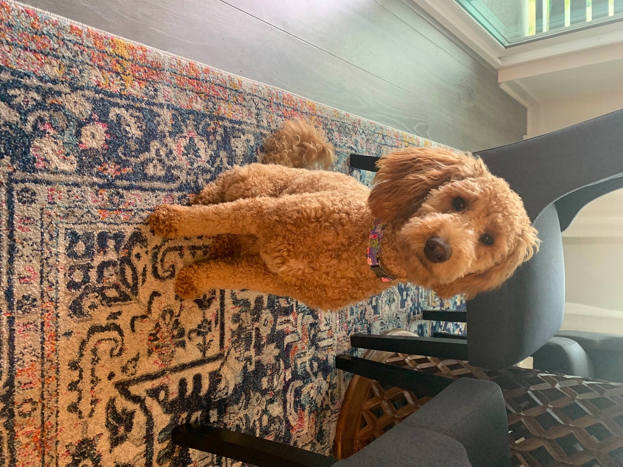 Chloe joined the competition — help win amazing prizes! art, carpet, flooring, font, fur, hat, linens, metal, pattern, plush, rectangle, room, shelf, stuffed_toy, teddy_bear, textile, toy, visual_arts, wood, wool