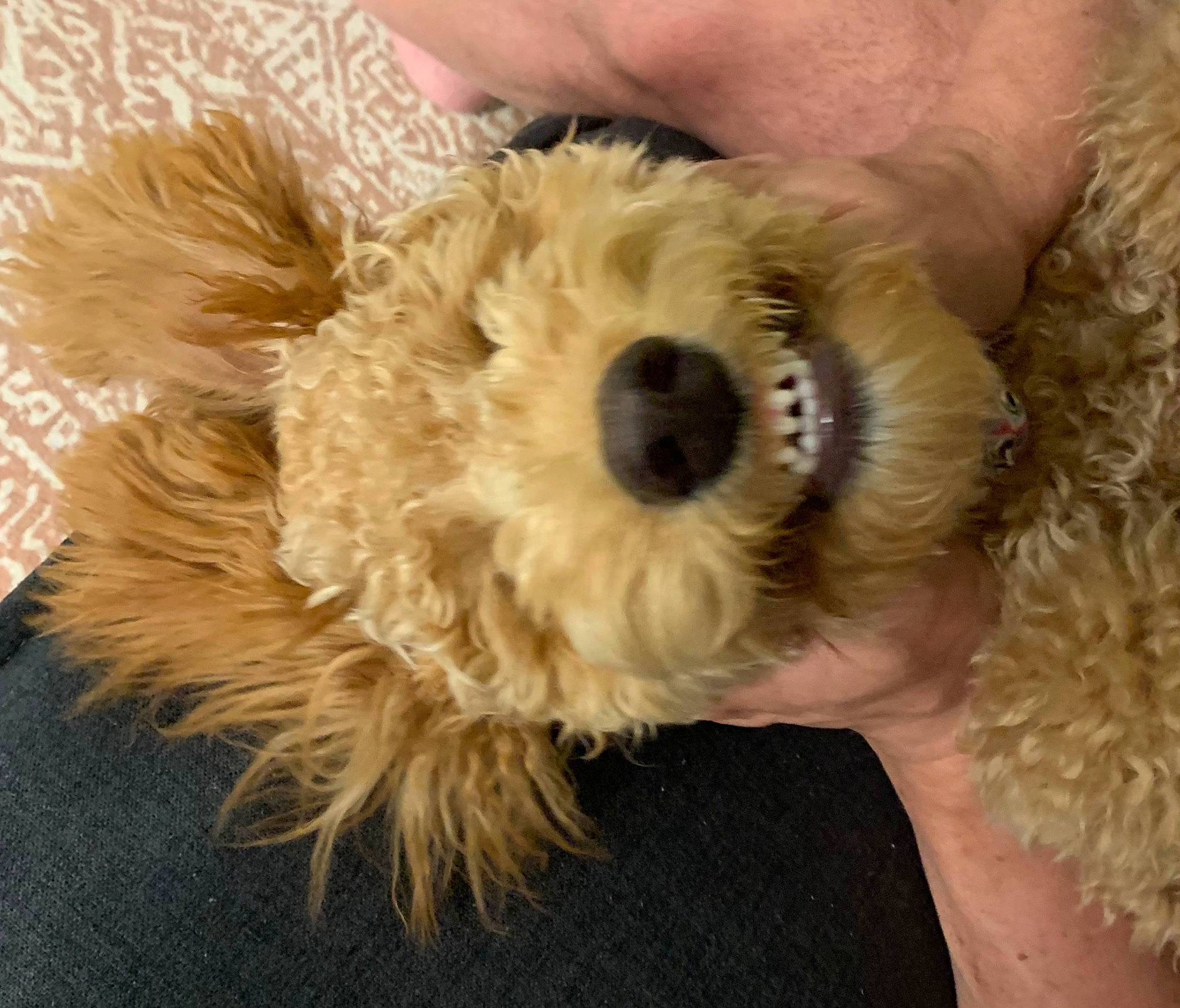 Chloe joined the competition — help win amazing prizes! canidae, carnivore, companion_dog, dog, dog_breed, dog_clothes, fawn, fur, fur_clothing, paw, plush, puppy_love, small_terrier, snout, sporting_group, stuffed_toy, terrier, toy, toy_dog, working_animal