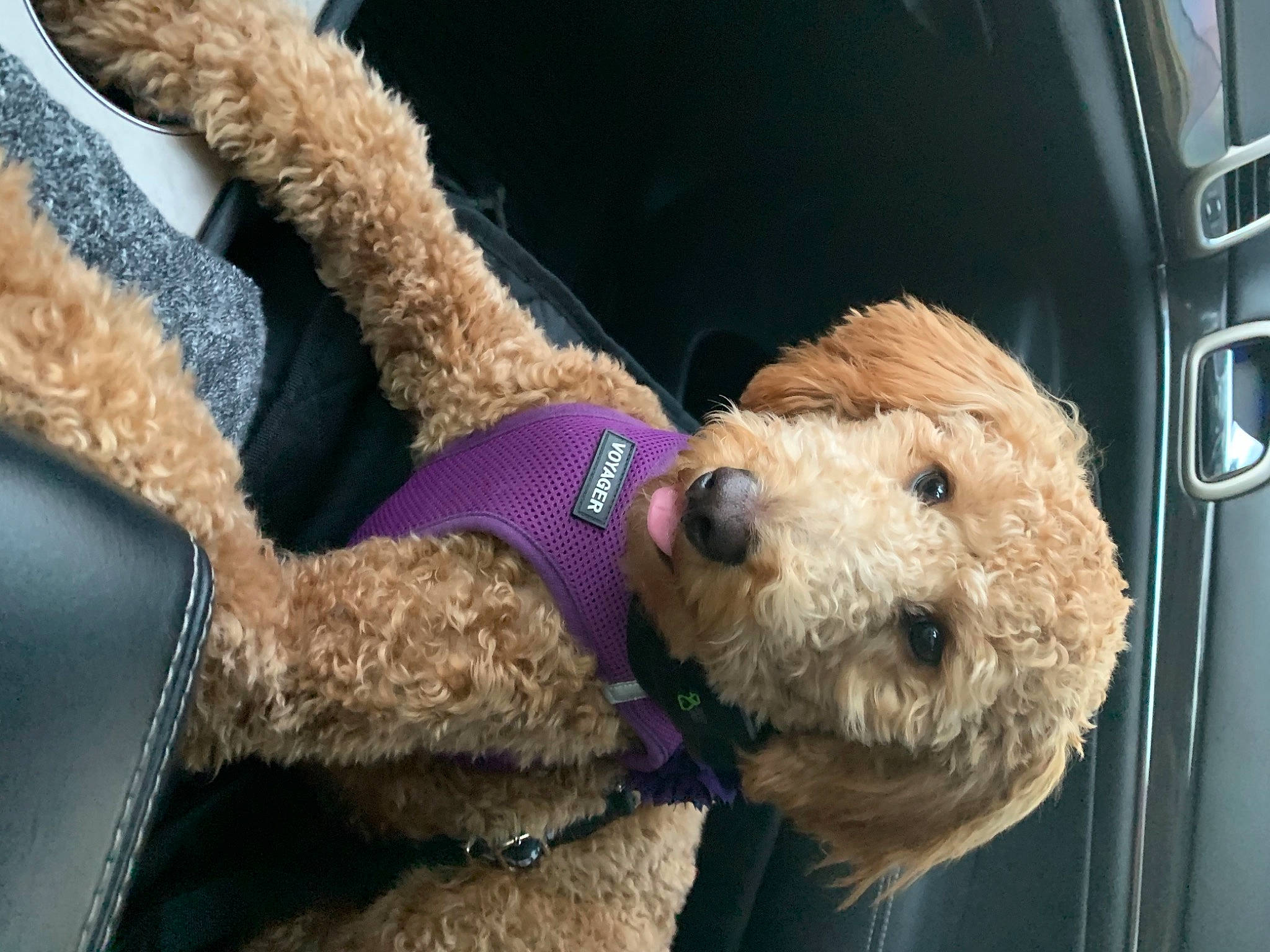 Chloe is registered to the contest to win money with this photo: automotive_lighting, canidae, car, car_seat, carnivore, companion_dog, dog, dog_breed, fawn, fur, mammal, plush, snout, sporting_group, stuffed_toy, terrier, toy, vehicle, vertebrate, welsh_terrier