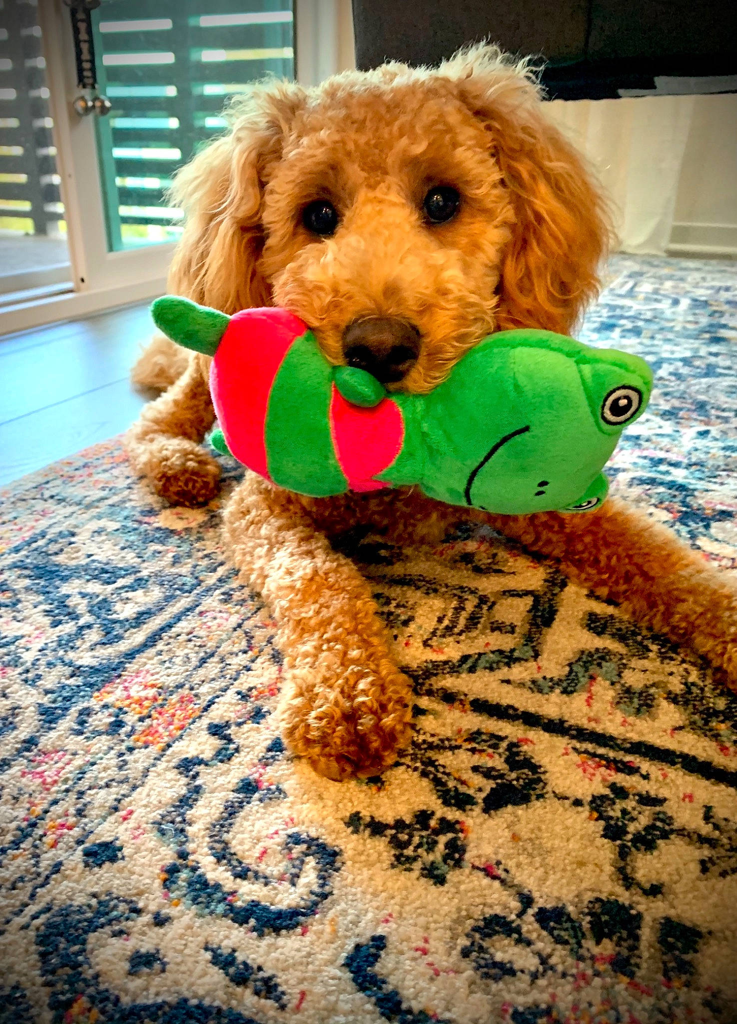 Chloe is registered to the contest to win money with this photo: canidae, carnivore, companion_dog, dog, dog_breed, dog_supply, fawn, flooring, fur, green, linens, pet_supply, plush, sporting_group, stuffed_toy, toy, toy_dog, water_dog, window_blind, working_animal