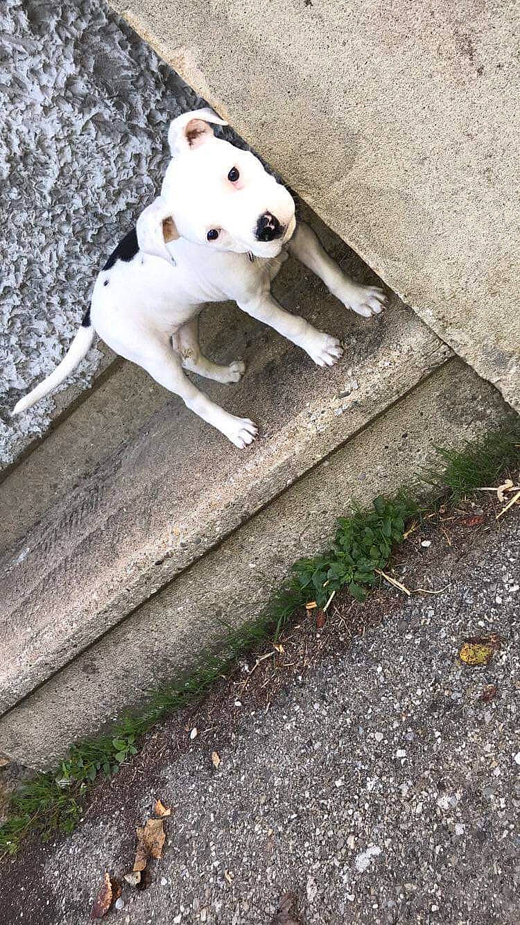 Onaya participe au concours pour gagner de l'argent avec cette photo : american_staffordshire_terrier, canidae, carnivore, companion_dog, dog, dog_breed, dogo_argentino, dogo_guatemalteco, fawn, jack_russell_terrier, mammal, non_sporting_group, sidewalk, tail, vertebrate