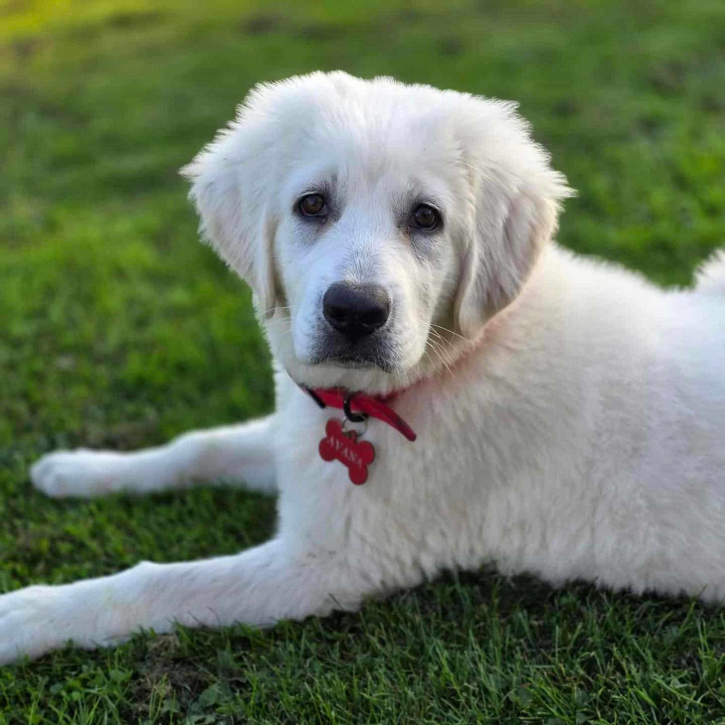 Avana a rejoint le concours — aidez-le/la à gagner de superbes lots ! adorable, animal, canine, collar, cute, dog, fluffy, friendly, grass, grass_field, laying, nature, outdoor, pet, portrait, puppy, relaxed, tag, white, young