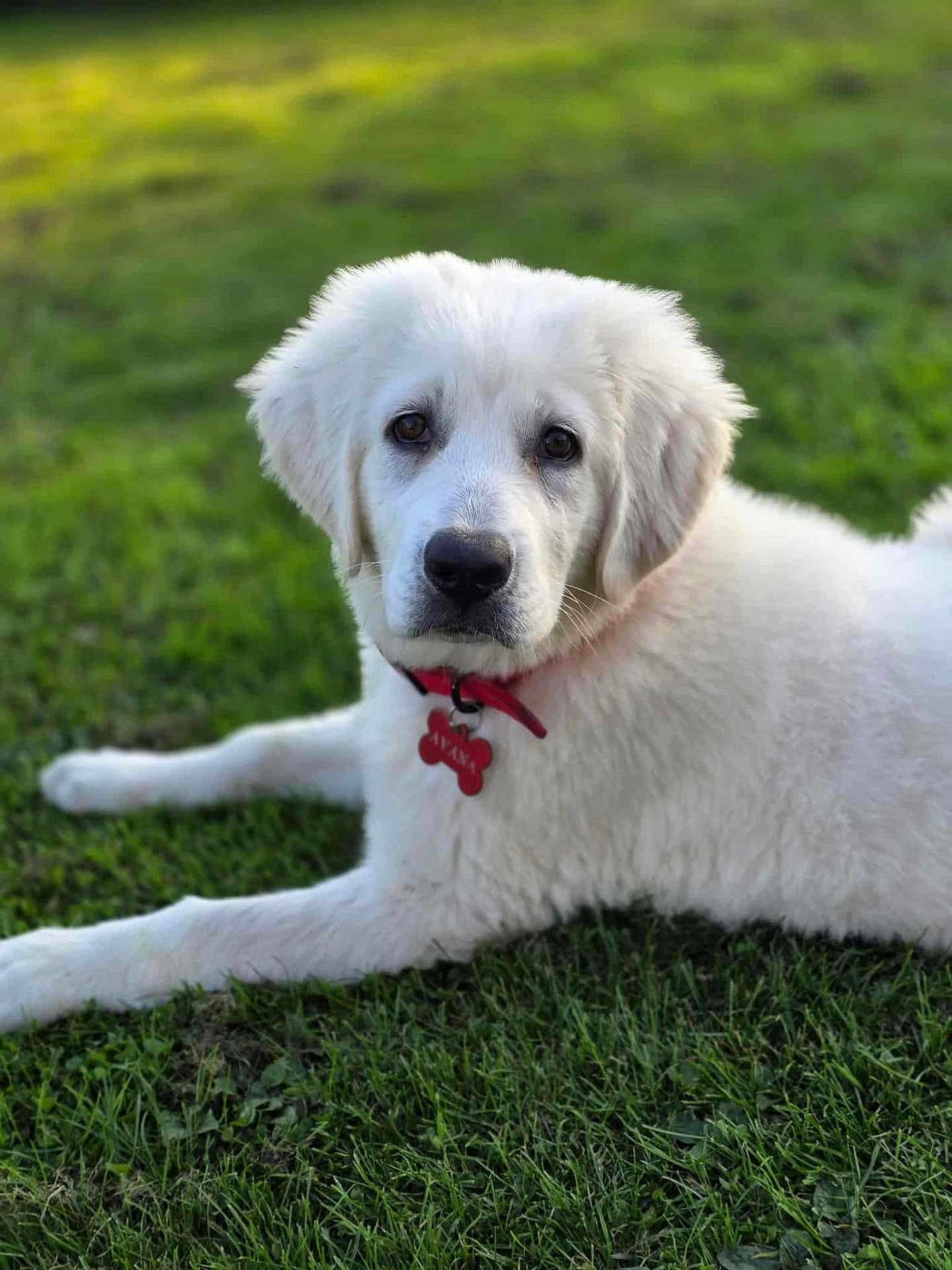 Avana a rejoint le concours — aidez-le/la à gagner de superbes lots ! adorable, animal, canine, collar, cute, dog, fluffy, friendly, grass, grass_field, laying, nature, outdoor, pet, portrait, puppy, relaxed, tag, white, young
