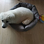 Avana a rejoint le concours — aidez-le/la à gagner de superbes lots ! adorable, animal, companion, cozy, cute, dog, domestic_animal, floor, fluffy, gray_bed, indoor, looking_up, pet_bed, playful, puppy, small_bed, toy, white_fur, wooden_floor, young_dog