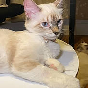 Miso is registered to the contest to win money with this photo: cat, feline, blue_eyes, cream_fur, table, marble_surface, indoor, curtains, chair, floor, pet, animal, relaxed, portrait, domestic, mammal, whiskers, ears, collar, background