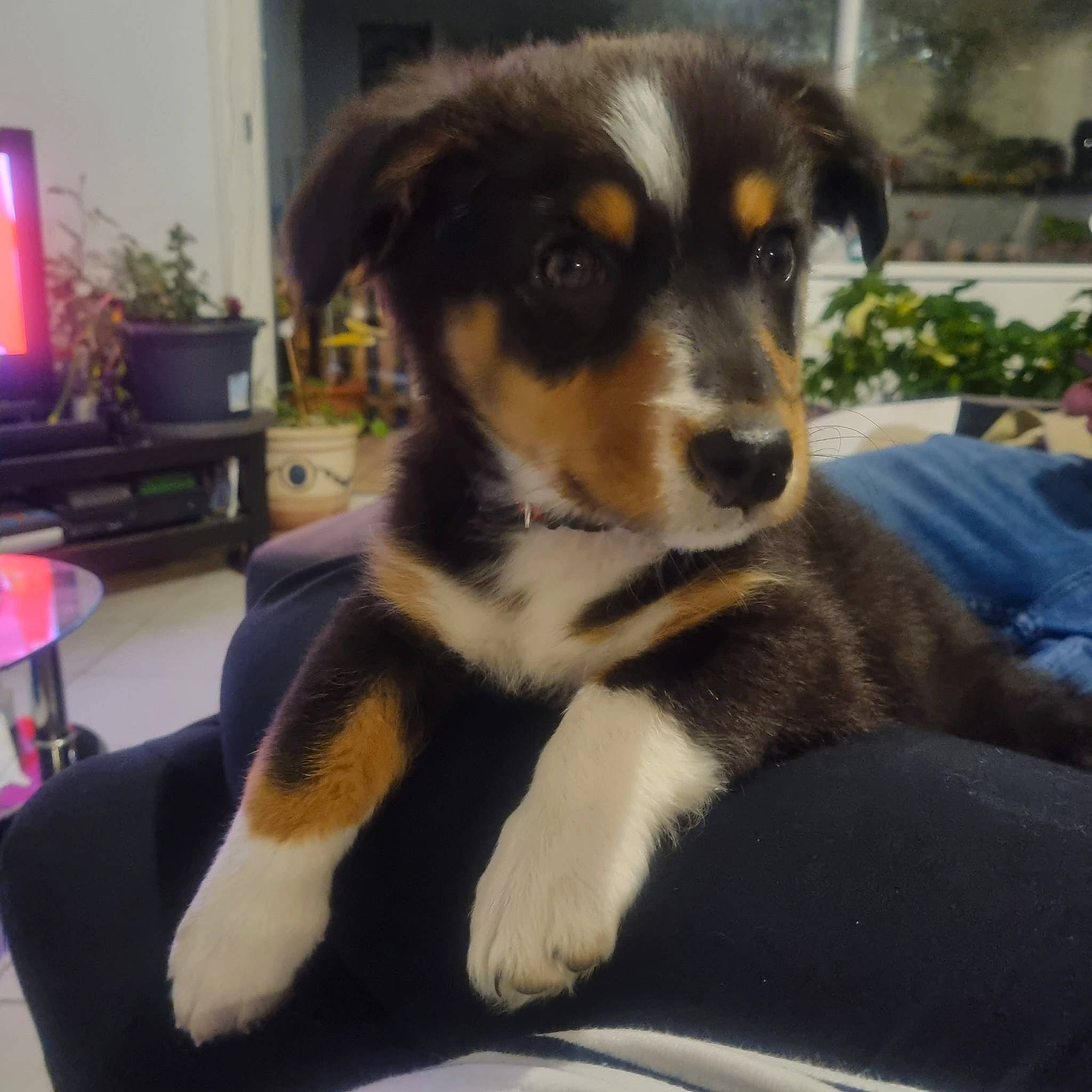 Thalie a rejoint le concours — aidez-le/la à gagner de superbes lots ! canidae, carnivore, comfort, companion_dog, couch, dog, dog_breed, fur, herding_dog, houseplant, picture_frame, plant, puppy, snout, sporting_group, television, terrestrial_animal, whiskers, working_animal, working_dog