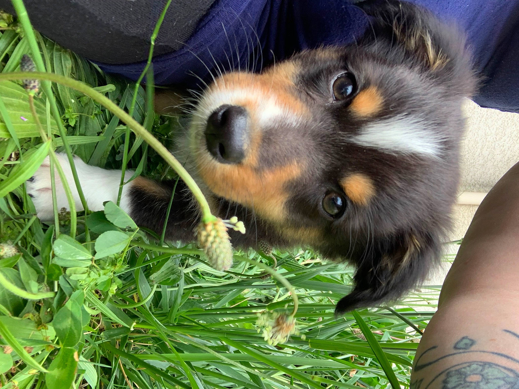 Thalie a rejoint le concours — aidez-le/la à gagner de superbes lots ! canidae, carnivore, companion_dog, dog, dog_breed, fur, grass, plant, puppy, snout, sporting_group, terrestrial_animal, toy_dog, whiskers, wildlife, working_dog