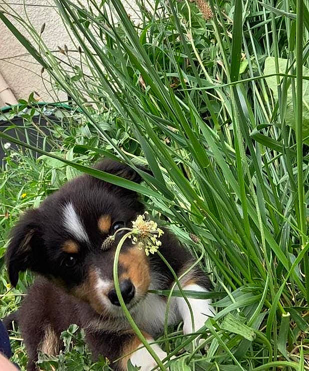 Thalie participe au concours pour gagner de l'argent avec cette photo : botany, canidae, carnivore, companion_dog, dog, dog_breed, grass, grass_family, groundcover, herb, herbaceous_plant, hierochloe, plant, sedge_family, snout, sporting_group, terrestrial_animal, terrestrial_plant, working_animal, working_dog