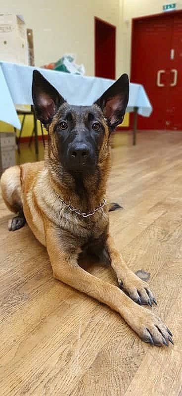 Joye participe au concours pour gagner de l'argent avec cette photo : belgian_shepherd_malinois, canidae, carnivore, companion_dog, dog, dog_breed, east_european_shepherd, fawn, german_shepherd_dog, guard_dog, herding_dog, law_enforcement, old_german_shepherd_dog, snout, sporting_group, terrestrial_animal, whiskers, wood, working_animal, working_dog
