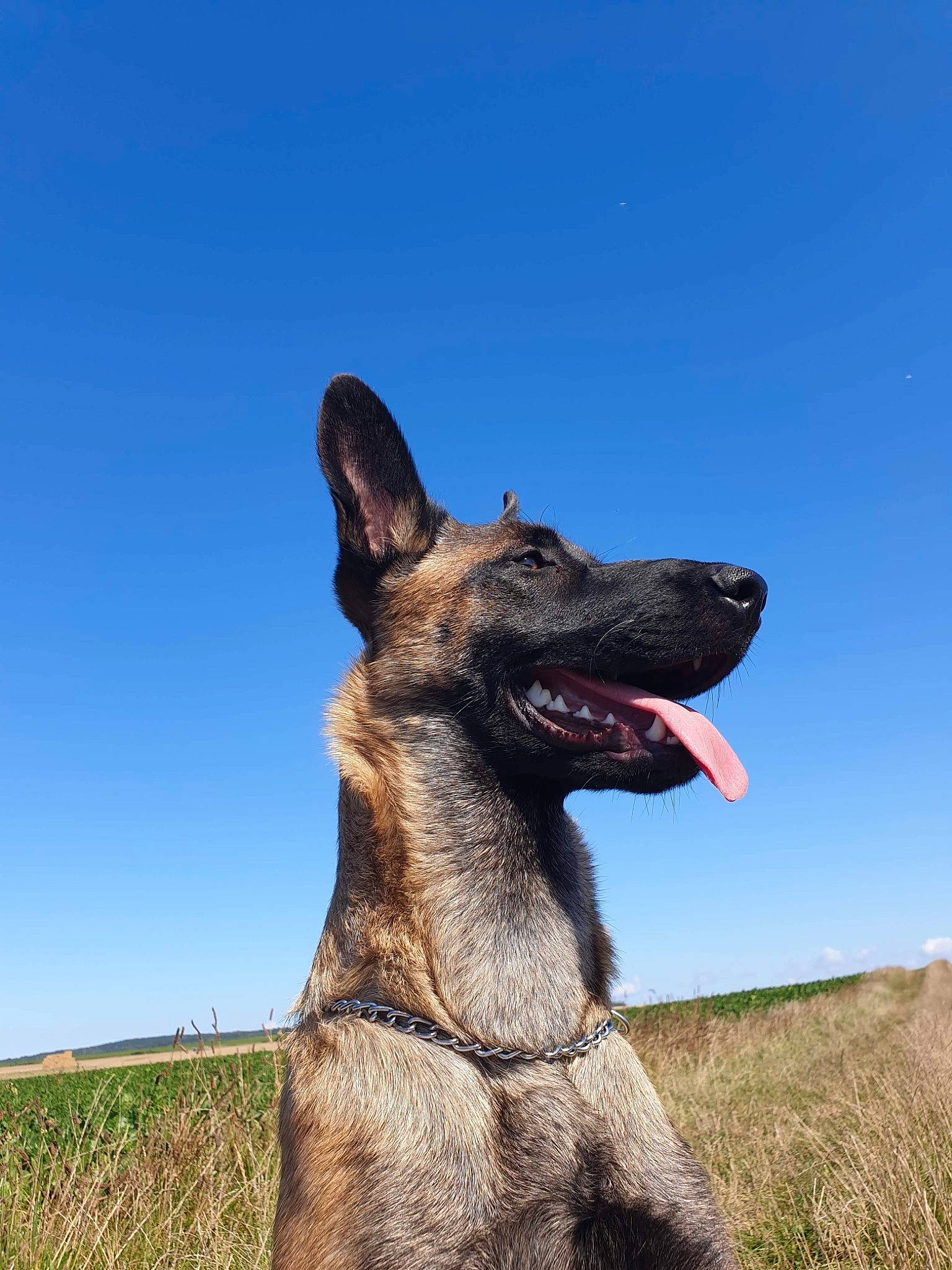 Joye a rejoint le concours — aidez-le/la à gagner de superbes lots ! canidae, carnivore, dog, dog_breed, fang, fawn, gesture, grass, grassland, happy, jaw, kangaroo, landscape, plant, sky, snout, sporting_group, tail, terrestrial_animal, working_animal