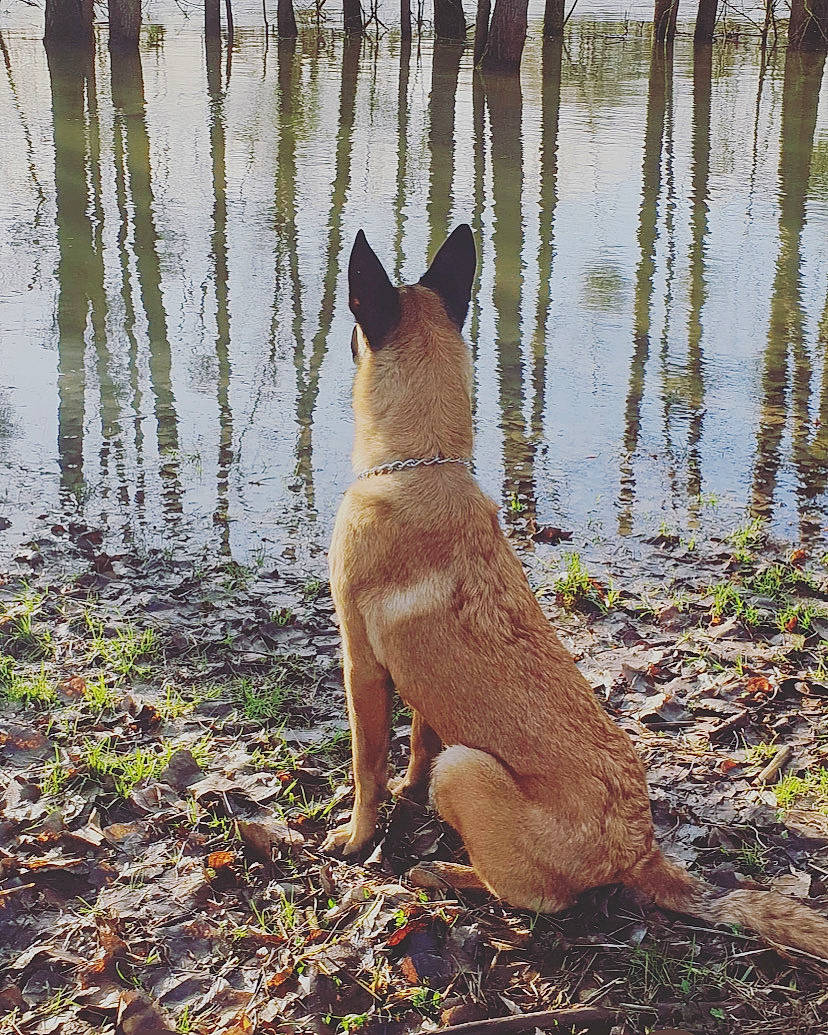 Joye a rejoint le concours — aidez-le/la à gagner de superbes lots ! canidae, carnivore, companion_dog, dog, dog_breed, fawn, felidae, fence, grass, lake, snout, tail, terrestrial_animal, tree, vertebrate, water, whiskers, wildlife, wood, working_animal