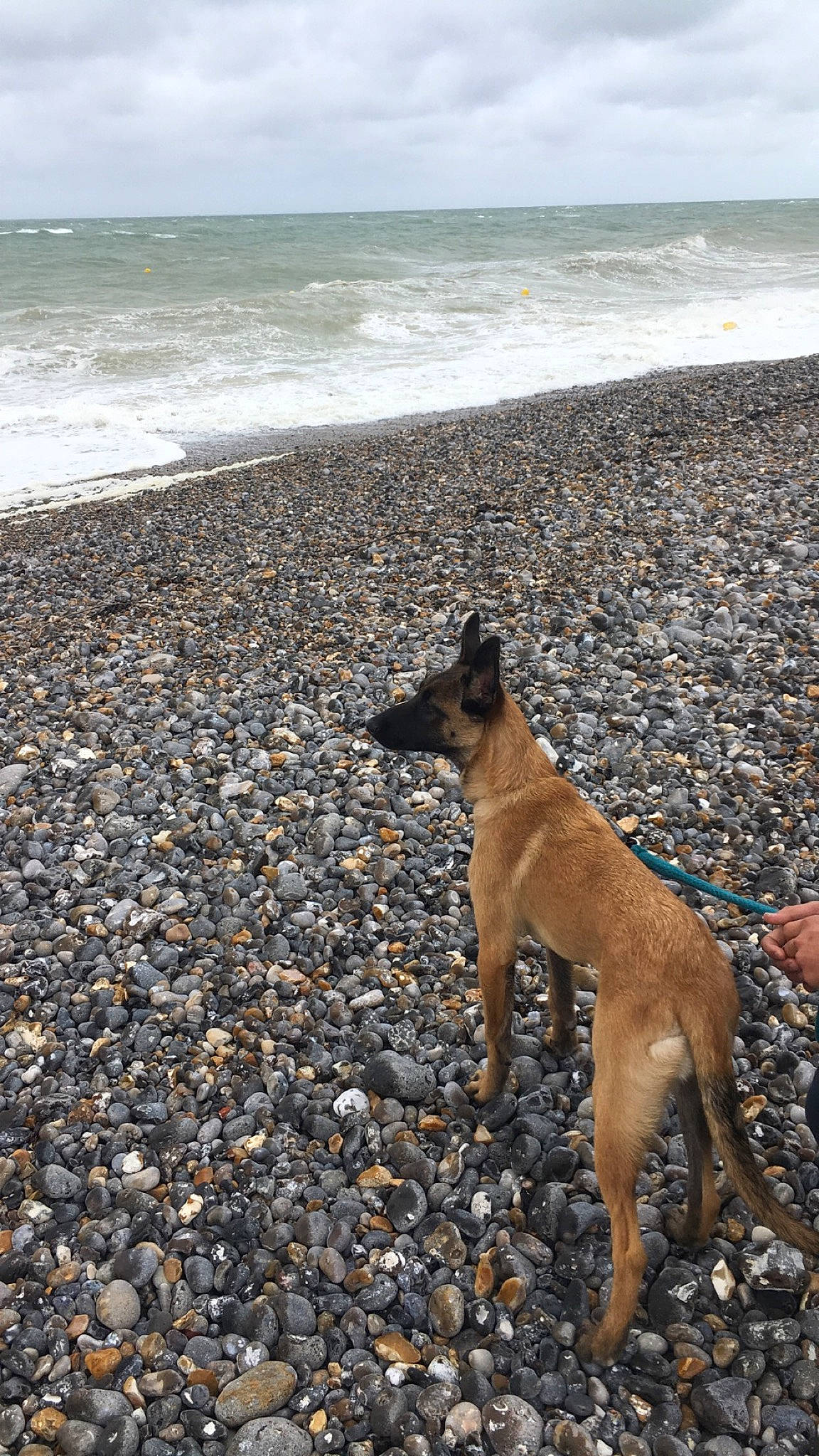 Joye participe au concours pour gagner de l'argent avec cette photo : beach, body_of_water, canidae, carnivore, cloud, coast, collar, dog, dog_breed, fawn, horizon, ocean, shore, sky, snout, sporting_group, tail, water, wind_wave, wood