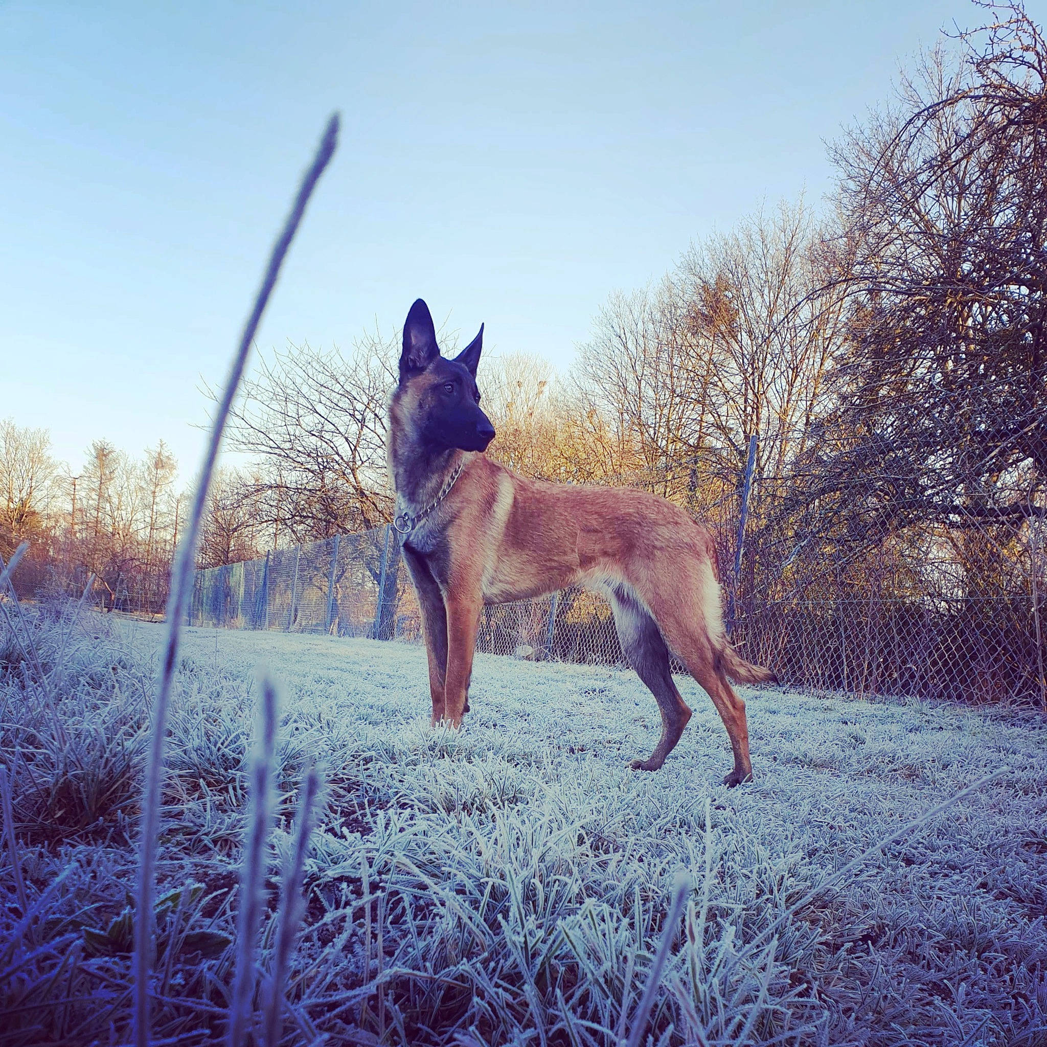 Joye a rejoint le concours — aidez-le/la à gagner de superbes lots ! canidae, carnivore, cloud, companion_dog, dog, dog_breed, electric_blue, fawn, freezing, grass, mammal, plant, sky, snout, snow, sporting_group, tail, tree, winter, wood
