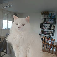 Chanel participe au concours pour gagner de l'argent avec cette photo : cat, white_cat, longhair, fluffy, pet, indoor, home_interior, countertop, sitting, portrait, whiskers, ears, tail, eyes, furniture, bookshelf, window, tiles, domestic_cat, calm