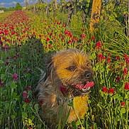 Fripouille participe au concours pour gagner de l'argent avec cette photo : dog, brown_dog, tongue_out, flowers, red_clover, field, grass, vineyard, sunlit, golden_hour, portrait, outdoors, nature, happy, pet, small_dog, close_up, foliage, greenery, summer