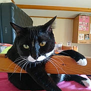 Charly participe au concours pour gagner de l'argent avec cette photo : cat, black_and_white, indoor, furniture, wood, whiskers, yellow_eyes, relaxed, stretching, paws, chair, home, pet, animal, closeup, cute, domestic, mammal, fur, resting