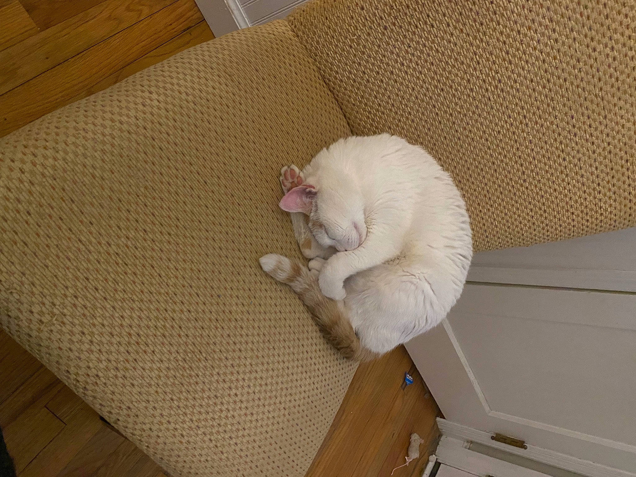 Dipstick joined the competition — help win amazing prizes! beige, carnivore, cat, comfort, companion_dog, couch, domestic_short_haired_cat, fawn, felidae, flooring, fur, hardwood, linens, nap, paw, room, small_to_medium_sized_cats, tail, whiskers, wood