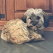 Tzuna a rejoint le concours — aidez-le/la à gagner de superbes lots ! dog, curly_fur, brown_fur, indoor, wooden_cabinet, floor, pet, curled_up, looking_at_camera, fur, animal, canine, companion, cute, domestic, small_dog, resting, cozy, curious, household