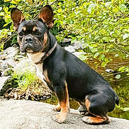 Pumbaa a rejoint le concours — aidez-le/la à gagner de superbes lots ! dog, french_bulldog, outdoor, rock, nature, greenery, creek, water, animal, pet, canine, sitting, ears_up, alert, leafy, forest, daylight, collar, portrait, calm