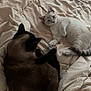 cat, cats, pet, pets, comforter, bed, indoor, floor, feline, animal, two_cats, resting, lying_down, light_gray_cat, dark_brown_cat, paw_touch, cozy, fur, domestic_cat, relaxed