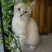 Marley participe au concours pour gagner de l'argent avec cette photo : kitten, cat, animal, pet, curious, greenery, leaves, indoor, wooden_background, fur, cute, young, whiskers, paws, sitting, texture, gray_surface, close_up, eyes, adorable