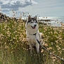 Tyerra participe au concours pour gagner de l'argent avec cette photo : dog, husky, grass, field, coast, sea, sky, clouds, sunlight, nature, outdoor, leash, pet, animal, happy, fluffy, sitting, summer, landscape, wildflowers