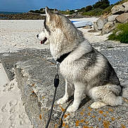 Tyerra a rejoint le concours — aidez-le/la à gagner de superbes lots ! husky, dog, beach, sand, rock, leash, outdoor, sunny, sky, water, nature, animal, pet, sitting, side_view, coast, shore, daylight, fur, canine