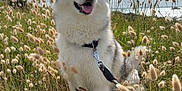 Tyerra a rejoint le concours — aidez-le/la à gagner de superbes lots ! dog, husky, animal, pet, grass, field, outdoor, cloud, sky, nature, leash, happy, fur, portrait, fluffy, sitting, daylight, canine, smiling, meadow