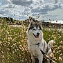 Tyerra participe au concours pour gagner de l'argent avec cette photo : dog, siberian_husky, grass, field, cloudy_sky, outdoor, leash, nature, pets, happy, fluffy, canine, scenic, rocks, water, tongue_out, animal, summer, wildflowers, daytime