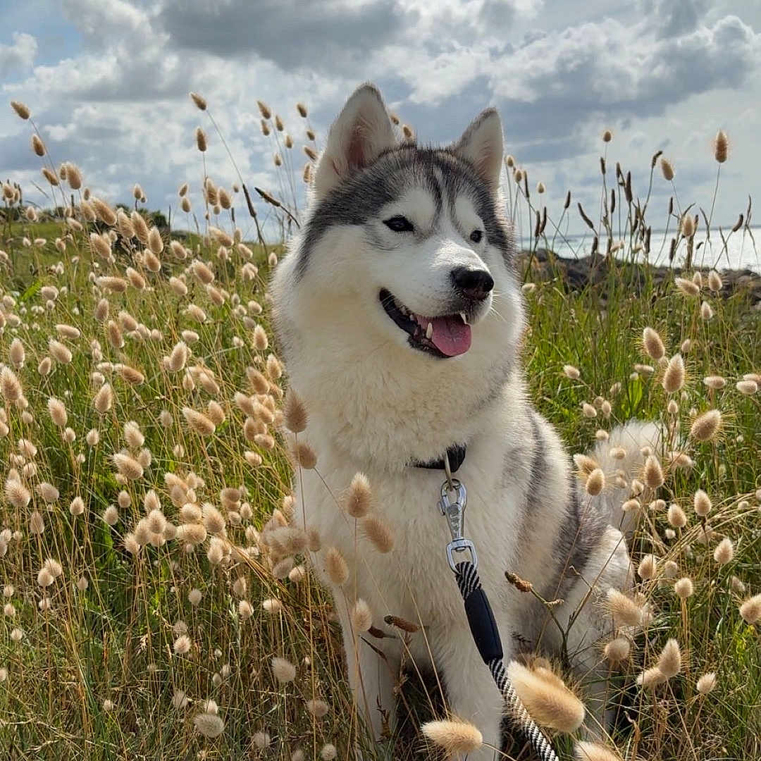 Tyerra a rejoint le concours — aidez-le/la à gagner de superbes lots ! animal, canine, cloudy_sky, daylight, dog, field, fluffy, grass, happy, husky, leash, nature, outdoor, pet, plants, portrait, sitting, sky, summer, tongue_out