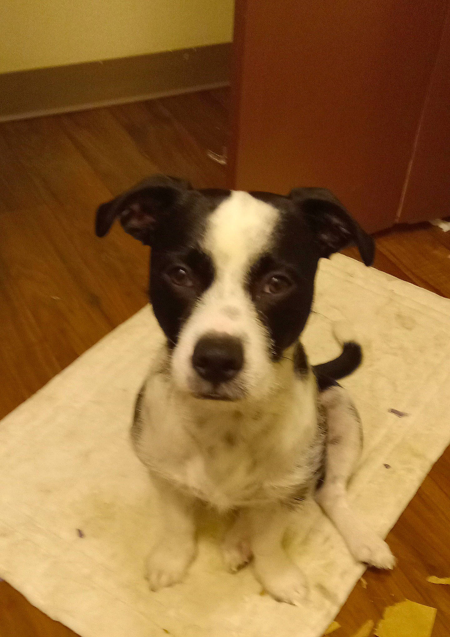 Jasper joined the competition — help win amazing prizes! canidae, carnivore, collar, companion_dog, dog, dog_breed, dog_collar, fawn, flooring, hardwood, head, pet_supply, snout, sporting_group, terrestrial_animal, terrier, whiskers, wood, wood_stain, working_animal