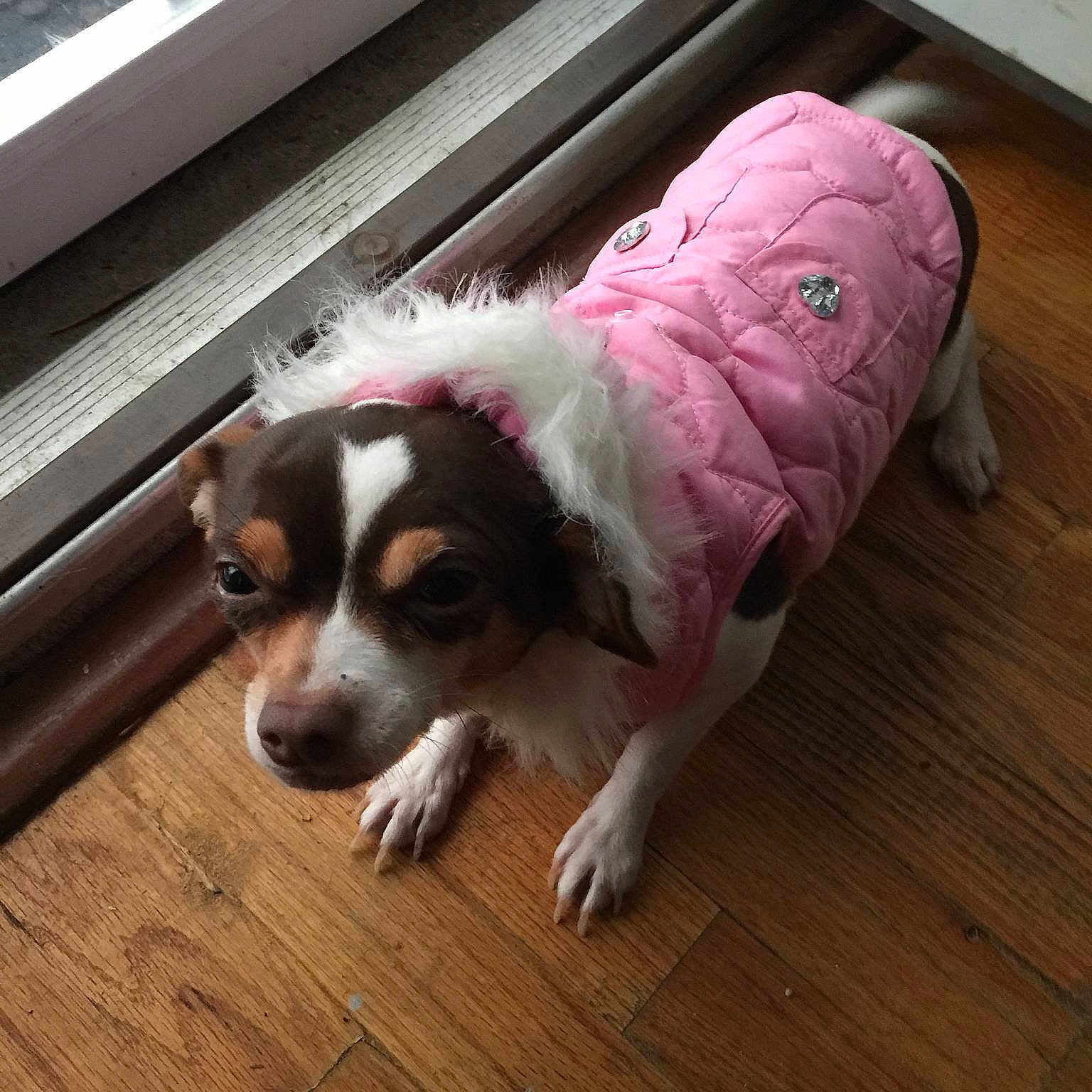 Dollar is registered to the contest to win money with this photo: