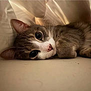 Yoko participe au concours pour gagner de l'argent avec cette photo : cat, kitten, tabby, pet, whiskers, blanket, bedding, cozy, close_up, portrait, paws, fur, nose, big_eyes, indoors, sleepy, relaxed, cute, feline, snuggling